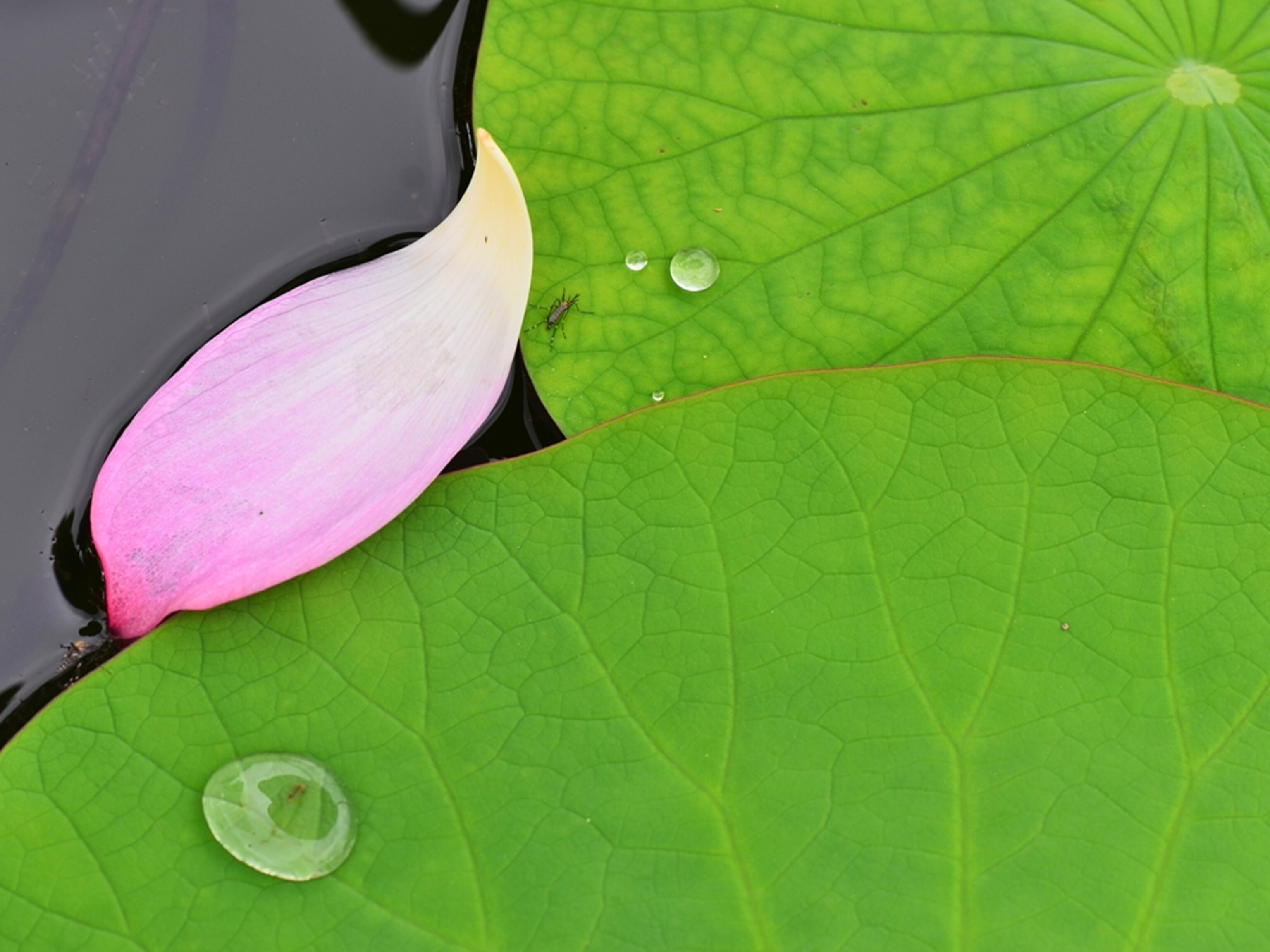 Lotus leaf with water droplets